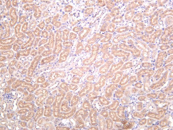Mouse kidney was stained with anti-VASP rabbit antibody