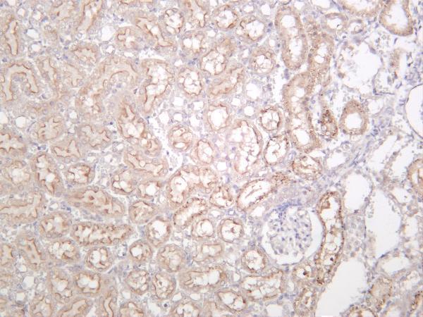 m00303 3 vasp primary antibodies ihc testing 4