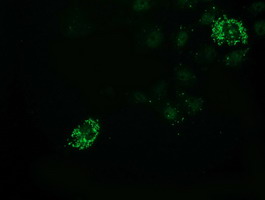 m00304 anti pdf mouse monoclonal antibody clone id oti3f3 if testing 6