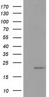 m00304 anti pdf mouse monoclonal antibody clone id oti3f3 wb testing 1