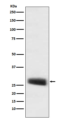 Western blot analysis of POMC expression in mouse pituitary lysate