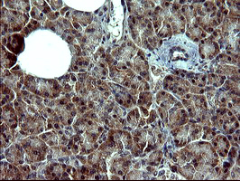 Immunohistochemical staining of paraffin-embedded Human pancreas tissue within the normal limits using anti-POMC mouse monoclonal antibody
