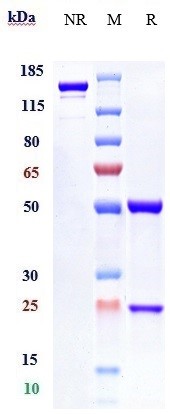 Anti-IFNAR1 Reference Antibody (anifrolumab) on SDS-PAGE under reducing (R) condition