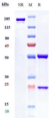 Anti-IFNAR1 Reference Antibody (Medarex patent anti-IFNAR-1) on SDS-PAGE under reducing (R) condition