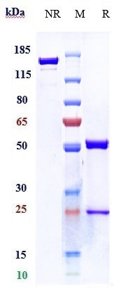 Anti-IFNAR1 Reference Antibody (Faralimomab) on SDS-PAGE under reducing (R) condition