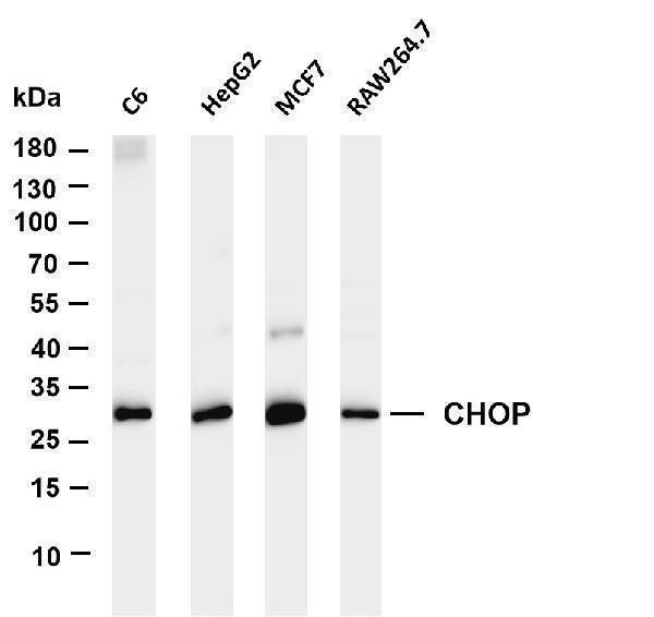Various whole cell lysates were separated by 4-20% SDS-PAGE, and the membrane was blotted with anti-CHOP antibody
