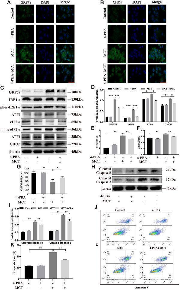 m00311 fphar 12 685895 g004