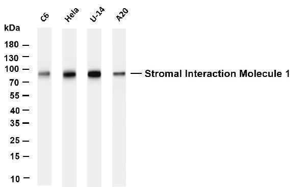 m00312 2 stim1 primary antibodies wb testing 1