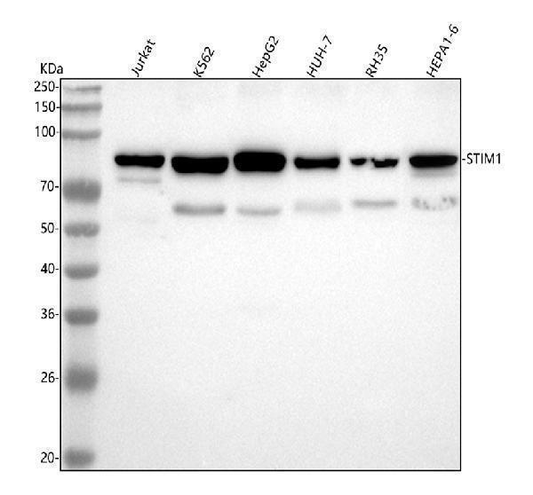  Western blot analysis of STIM1 using anti-STIM1 antibody (M00312)