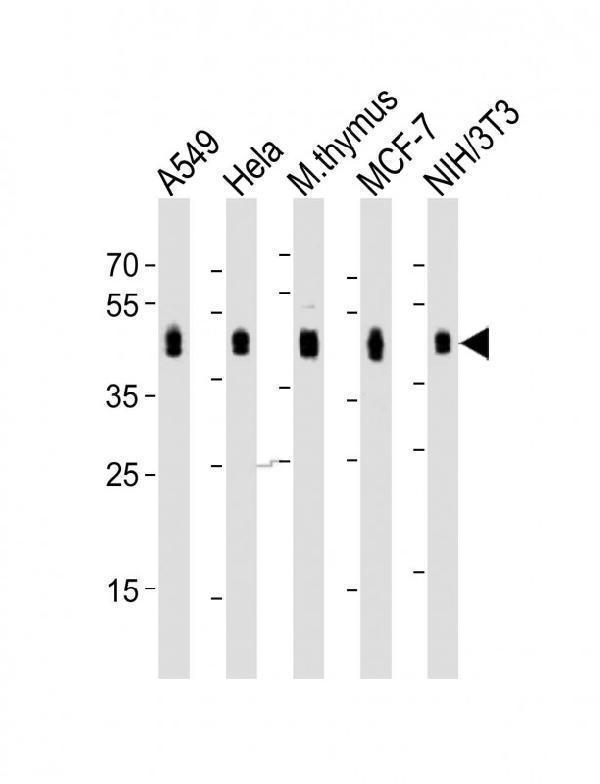 m00313 1 anti bmi1 antibody c term wb testing 2