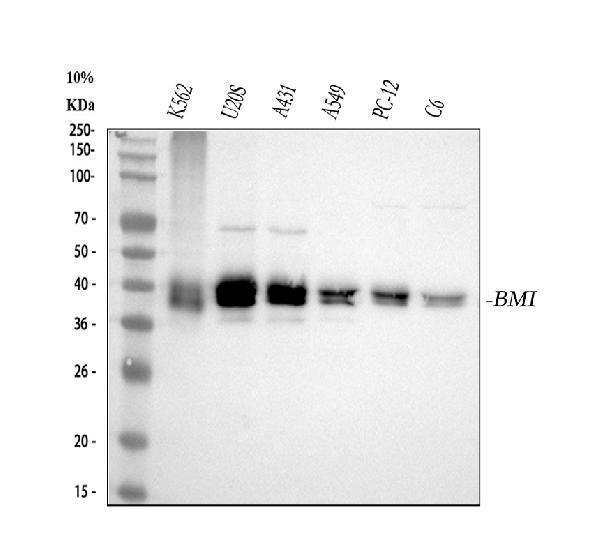 m00313 bmi1 primary antibodies wb testing 1