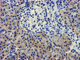Immunohistochemical staining of paraffin-embedded Human pancreas tissue within the normal limits using anti-LPL mouse monoclonal antibody