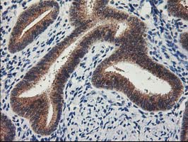 m00316 2 anti lipoprotein lipase lpl mouse monoclonal antibody clone id oti3a10 ihc testing 4