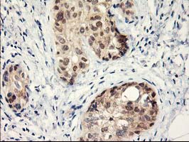 m00316 2 anti lipoprotein lipase lpl mouse monoclonal antibody clone id oti3a10 ihc testing 6