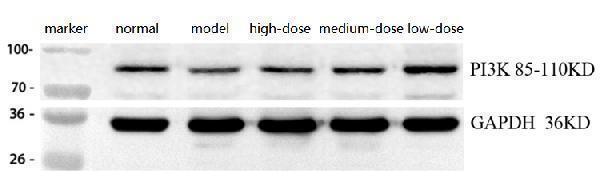 m00318 2 pik3r1 primary antibodies wb review 1