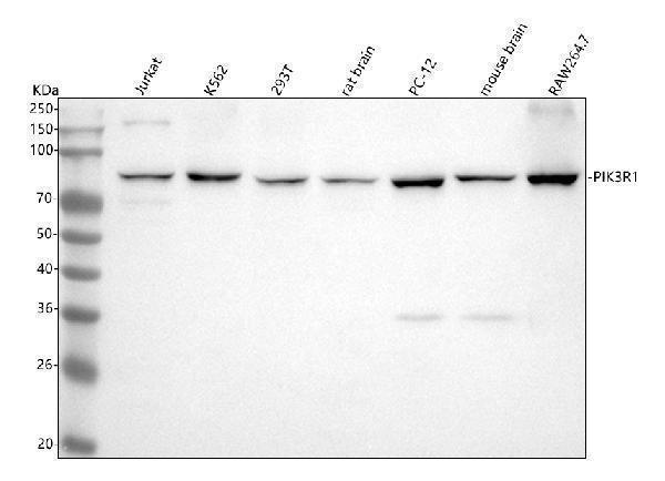 m00318 2 pik3r1 primary antibodies wb testing 1_1
