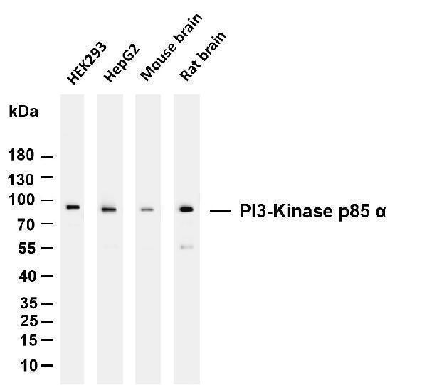 m00318 3 pik3r1 primary antibodies wb testing 1