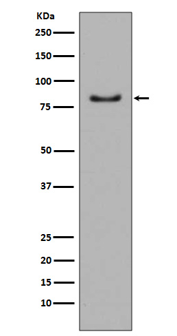 m00318 wb