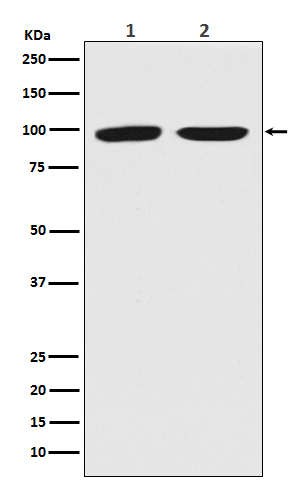 m00319 wb