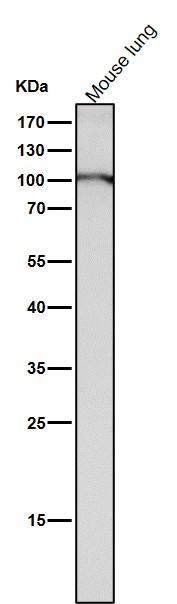 All lanes use the Antibody at 1:1W dilution for 1 hour at room temperature