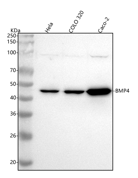 m00321 bmp4 primary antibodies wb testing 1