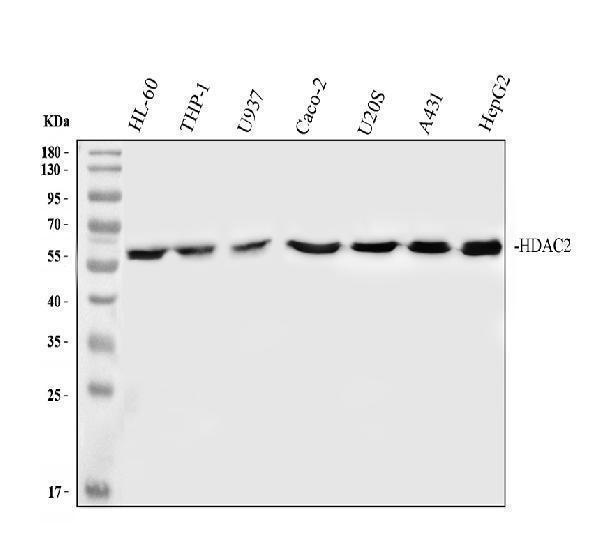Western blot analysis of HDAC2 using anti-HDAC2 antibody (M00325-1)
