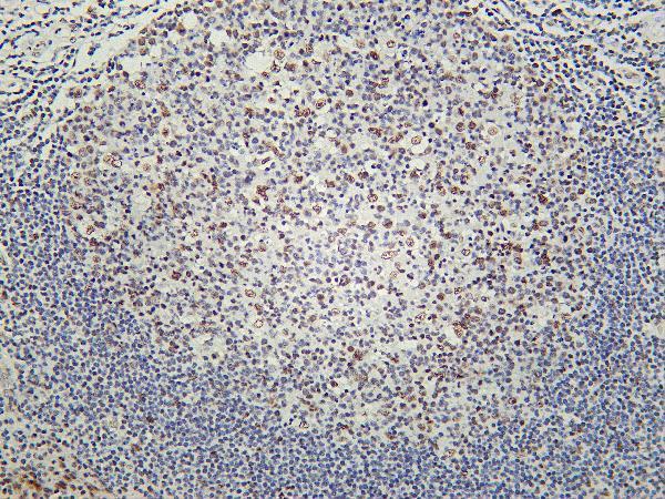 Human tonsil was stained with Anti-HDAC2 rabbit antibody