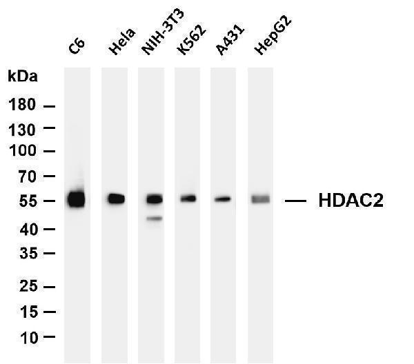 m00325 3 hdac2 primary antibodies wb testing 1
