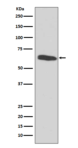 m00325 wb