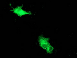 m00327 1 anti beclin 1 becn1 mouse monoclonal antibody clone id oti1f1 if testing 8