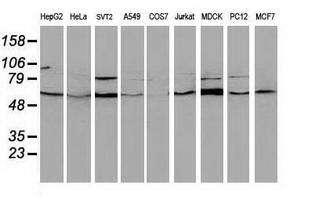 Western blot analysis of extracts (35ug) from 9 different cell lines by using anti-BECN1 monoclonal antibody