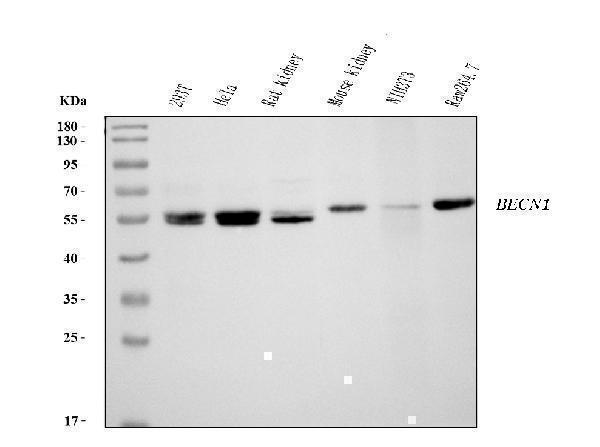 Western blot analysis of Beclin 1 using anti-Beclin 1 antibody (M00327-2)