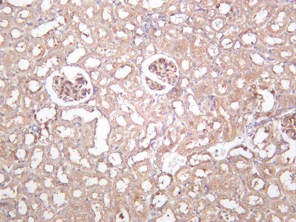 Rat kidney was stained with anti-Beclin 1 rabbit antibody