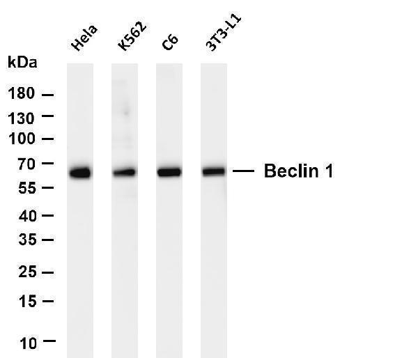 Various whole cell lysates were separated by 4-20% SDS-PAGE, and the membrane was blotted with anti-Beclin 1 antibody