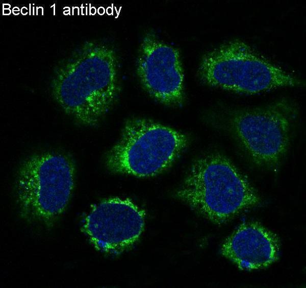 Immunofluorescent analysis of Hela cells, using Beclin 1 Antibody