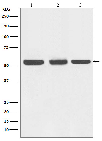 Western blot analysis of Beclin 1 expression in (1) HEK293 cell lysate; (2) NIH/3T3 cell lysate; (3) C6 cell lysate