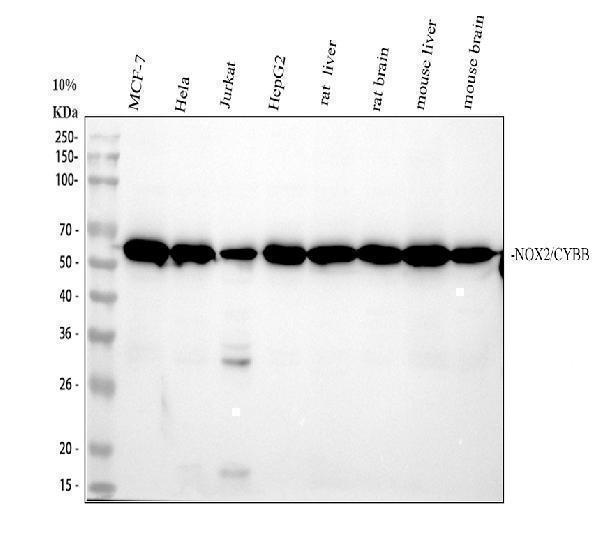 m00328 nox2 primary antibodies wb testing 1