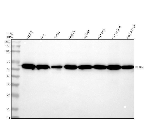 Western blot analysis of NOX2 using anti-NOX2 antibody (M00328)