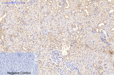 Immunohistochemical analysis of paraffin-embedded Rat-kidney tissue