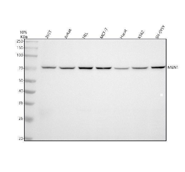 m00331 men1 primary antibodies wb testing 1