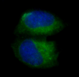 Immunofluorescent analysis of Hela cells, using pro Caspase 3 Antibody