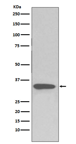 Western blot analysis of pro Caspase 3 expression in Jurkat cell lysate