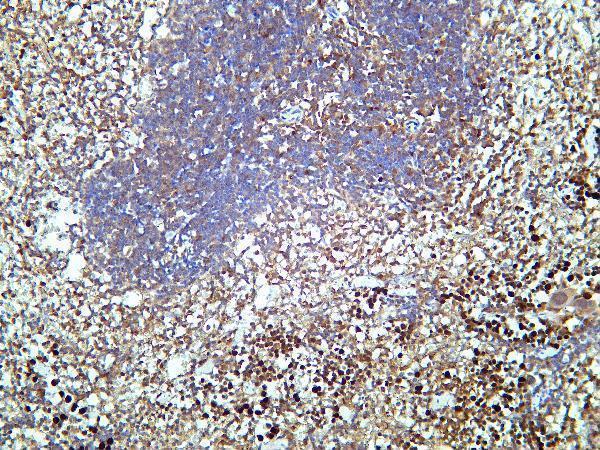 Mouse spleen was stained with Anti-Caspase-3 rabbit antibody