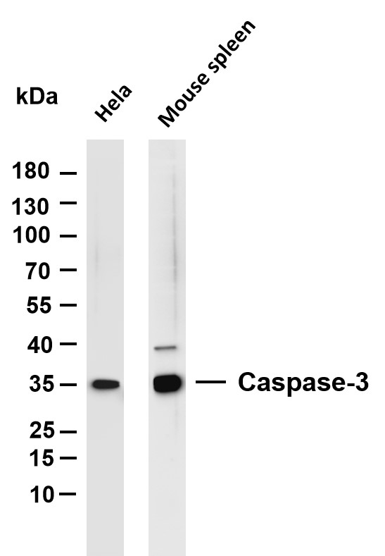 m00334 10 casp3 primary antibodies wb testing 1