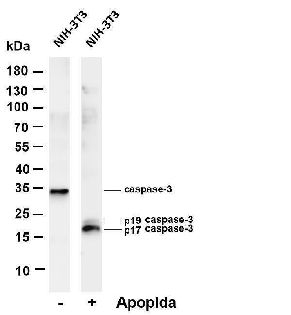 Various whole cell lysates were separated by 4-20% SDS-PAGE, and the membrane was blotted with anti-Cleaved Caspase-3 (Asp175) antibody