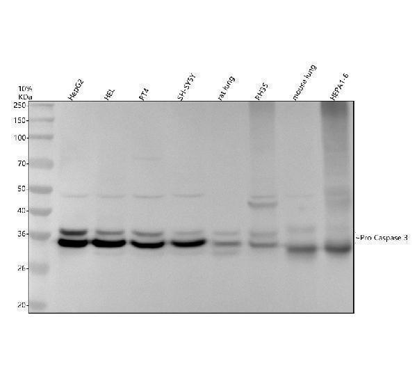 Western blot analysis of Caspase 3/CASP3 (p12) using anti-Caspase 3/CASP3 (p12) antibody (M00334-2)