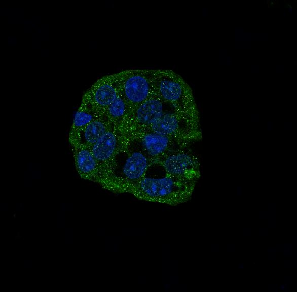 Immunofluorescent analysis of HepG2 cells, using active Caspase-3 Antibody 
