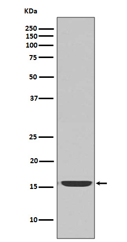 Western blot analysis of active Caspase-3 expression in Jurkat cell lysate treated with Camptothecin