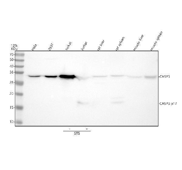 m00334 4 casp3 primary antibodies wb testing 1