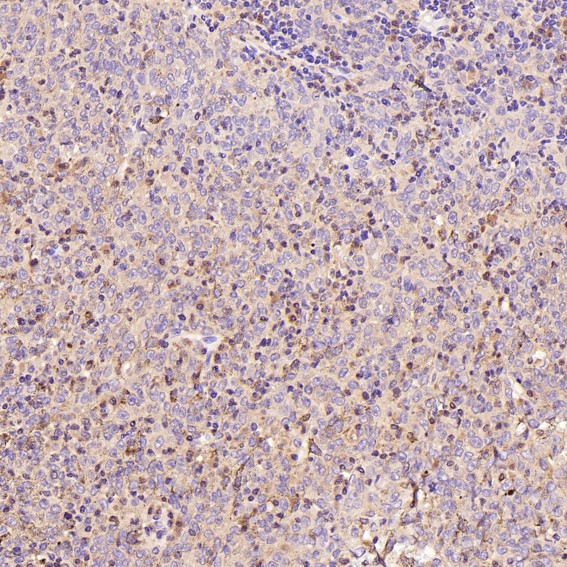 m00334 4 ihc8